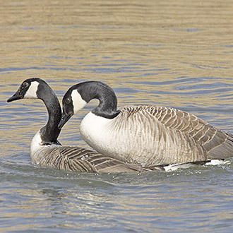 All systems go for the pair