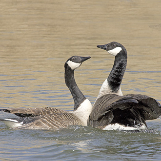 The event is celebrated boisterously