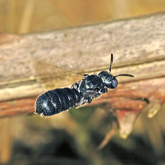 Female Blue Carpenter Bee (Ceratina cyanea) flying towards her nest