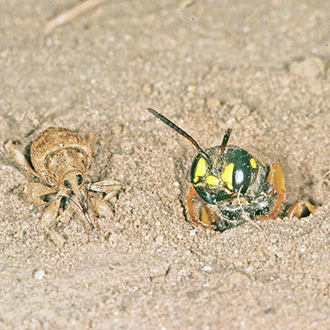 Leaving the burrow to collect the weevil
