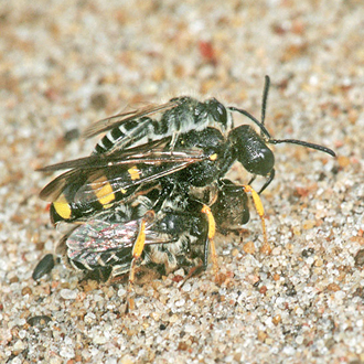 Cerceris rybyensis with Andrena argentata distracted by an unwelcome male on the back