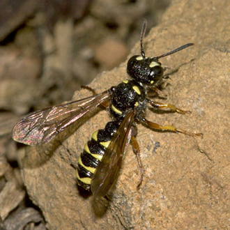 The digger wasp Cerceris quinquefasciata