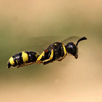 Minus prey, Cerceris rybyensis are elegant fliers