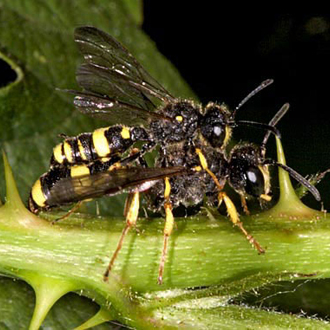 The wasps pair on the ground but find cover for mating