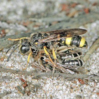 Solitary wasp Cerceris rybyensis with prey (Andrena argentata)
