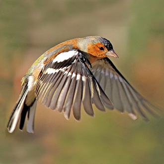 Chaffinches (Fringilla coelebs) are among the most numerous birds in Britain