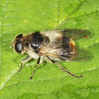 Cheilosia illustrata is a bumblebee mimic associated with Hogweed