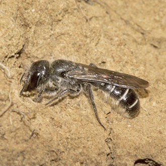 Chelostoma florisomne, showing the pollen brush underneath