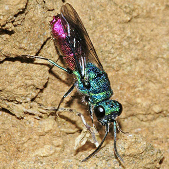 Ruby-tail wasp Chrysis ignita
