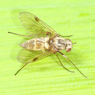 Female Black Snipefly (Chrysopilis cristatus), much dumpier and paler than the male