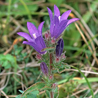 Clustered Bellflower (Campanula glomerata)