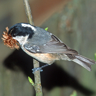 Coal Tit (Parus ater) with nesting material