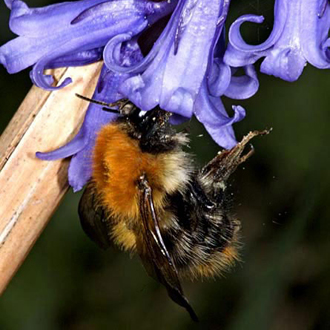 Bombus pascuorum (Common Carder Bee)