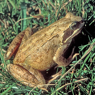 Common Frogs (Rana temporaria) have a stable population
