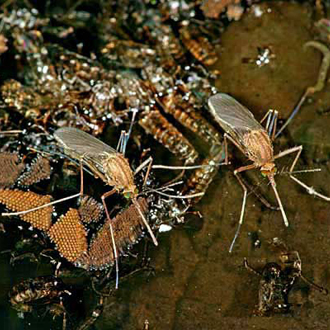 Common Gnats (Culex pipiens) with the distinctive egg rafts