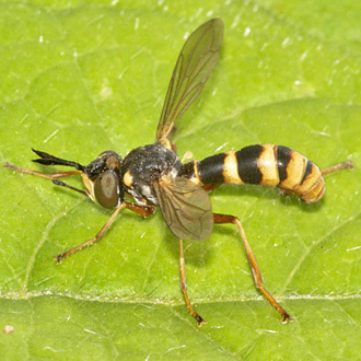 Conops quadrifasciatus, a classic wasp mimic that parasitises bees