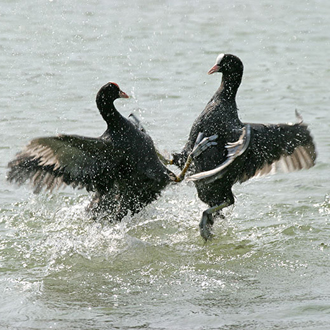 Coots (Fulica atra) are combative in the extreme and have fierce fights