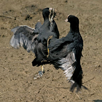 On land, and the foot in the eye of the bird on the left does not bode well