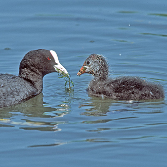 Coot adult tempting one of its young