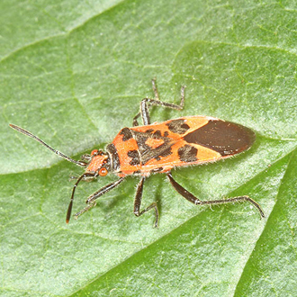 Corizus hyoscyami has been extending its range across Britain