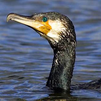 Cormorants (Phalacrocorax carbo) consistently receive a bad press
