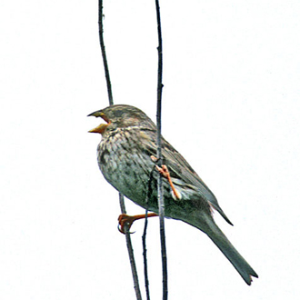 Corn Buntings (Miliaria calandra) are essentially seed eaters