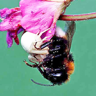 Crab Spider (Misumena vatia) eating a bumblebee on Willowherb