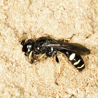 Crabro scutellatus female creating a burrow