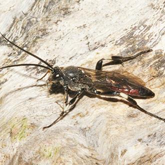 A male of one of the Cratichneumon genus