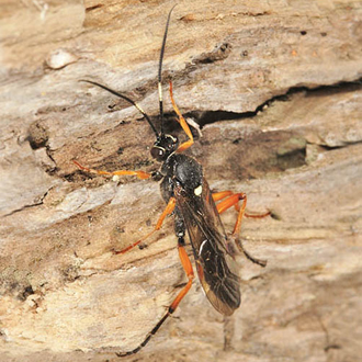 White markings on the centre of the antenna are quite typical of the Cratichneumon genus