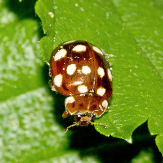 Cream-spotted Ladybird (Calvia quatuordecimguttata)