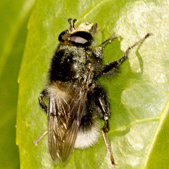 The hoverfly Criorhina ranunculi is nationally scarce