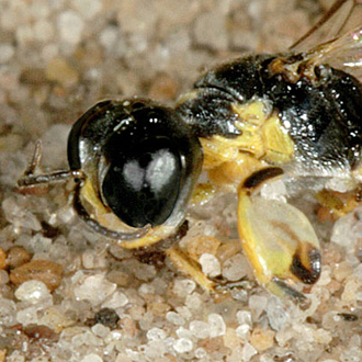 Crossocerus palmipes male, showing the highly-developed fore-tibia