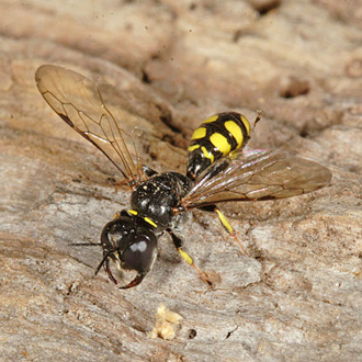 Pale form female of Crossocerus quadrimaculatus