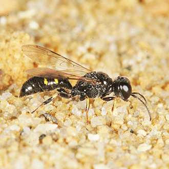 Male Crossocerus quadrimaculatus show much less yellow on the abdomen