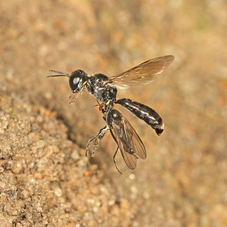Crossocerus tarsatus returning to nest in sand with empid fly