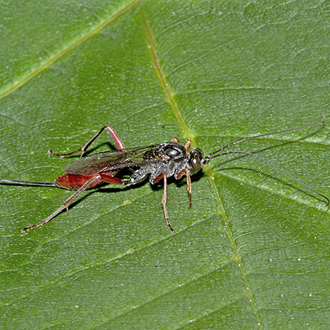 Female, probably from the Cryptinae subfamily