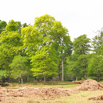 Denny Wood in the New Forest provides the best opportunity for seeing Andrena ferox in Britain