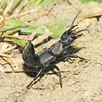 Devil's Coach-horse (Ocypus olens) in defensive posture
