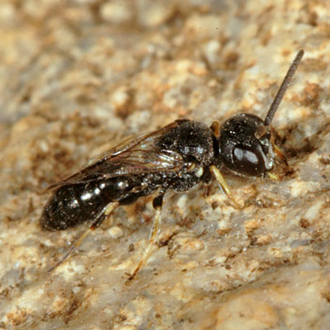 Male Diodontus insidiosus, the scarcest of the genus and a Red Data Book species