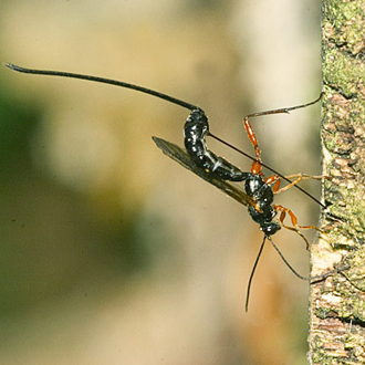 Dolichomitus imperator female egg-laying with her massive ovipositor
