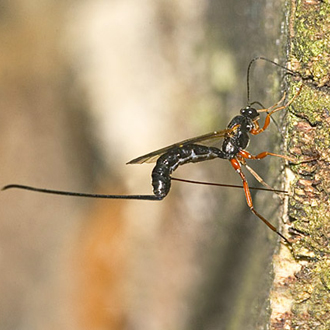 Ichneumon wasp Dolichomitus imperator using her ovipositor