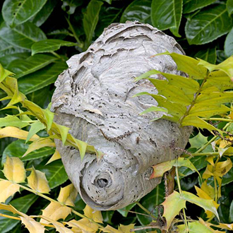 A typical Dolichovespula media nest, found low in some garden shrubbery