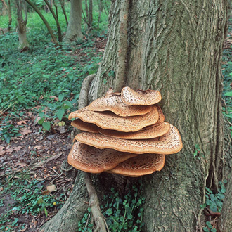 Dryad's Saddle (Polyporus squamosus) occurs on various deciduous trees