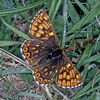 The Duke of Burgundy (Hamearis lucina) uses Cowslips as a foodplant