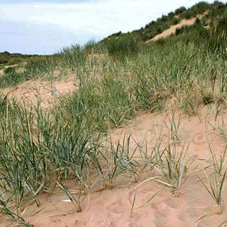 Sand dunes