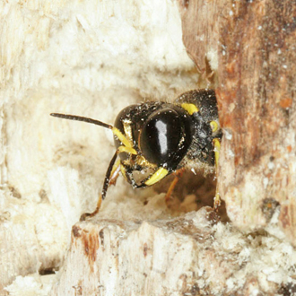 Female Ectemnius cavifrons at burrow mouth, showing distinctive golden pubescence