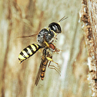 Female Ectemnius cavifrons showing the helpful tendency to lower the abdomen when about to enter the burrow