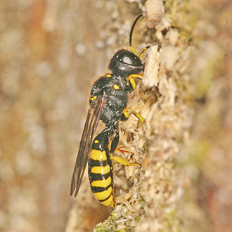 Solitary wasp (Ectemnius cephalotes) male