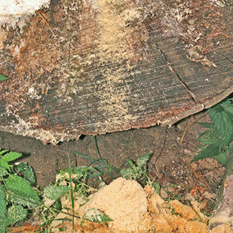 Ectemnius cephalotes nest site